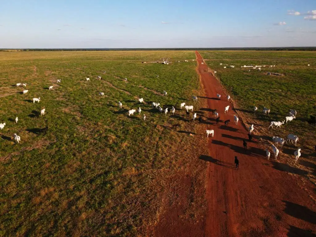 Pecuária na fazenda em Mato Grosso