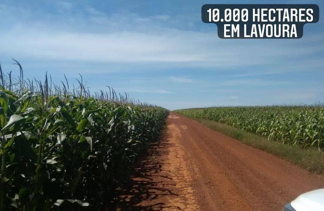 Milho da fazenda em Porto Alegre do Norte MT