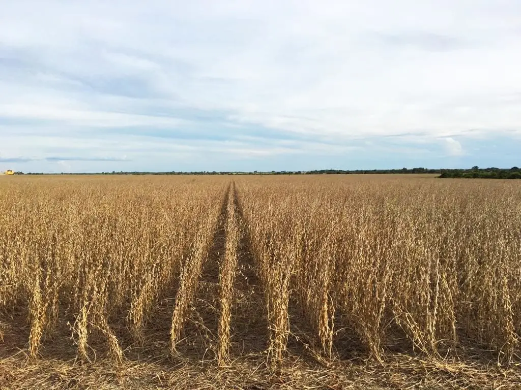 Lavoura de soja da fazenda em Porto Alegre do Norte MT
